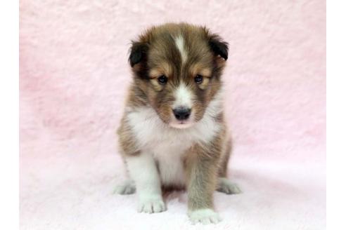 成約済の栃木県のシェットランドシープドッグ(シェルティ)-7338の1枚目