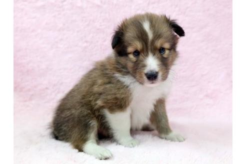 成約済の栃木県のシェットランドシープドッグ(シェルティ)-7338の2枚目