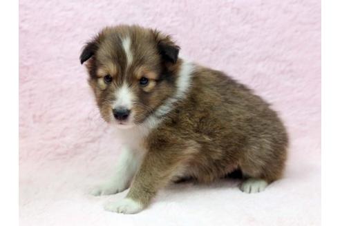 成約済の栃木県のシェットランドシープドッグ(シェルティ)-7338の3枚目