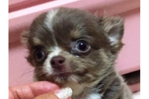 成約済の大阪府のチワワ-7341の1枚目