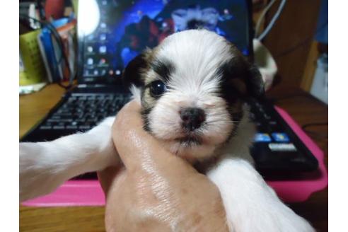 成約済の栃木県のミックス犬-7354の1枚目