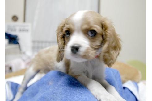 成約済の埼玉県のキャバリアキングチャールズスパニエル-6255の4枚目