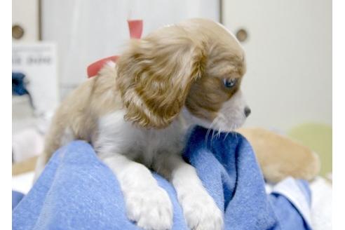 成約済の埼玉県のキャバリアキングチャールズスパニエル-6255の5枚目