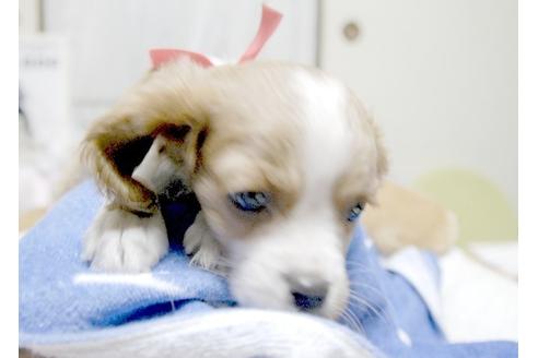成約済の埼玉県のキャバリアキングチャールズスパニエル-6255の1枚目