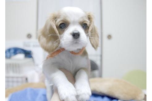 成約済の埼玉県のキャバリアキングチャールズスパニエル-6257の1枚目