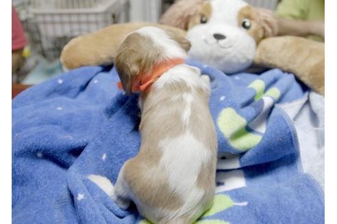 成約済の埼玉県のキャバリアキングチャールズスパニエル-6257の5枚目