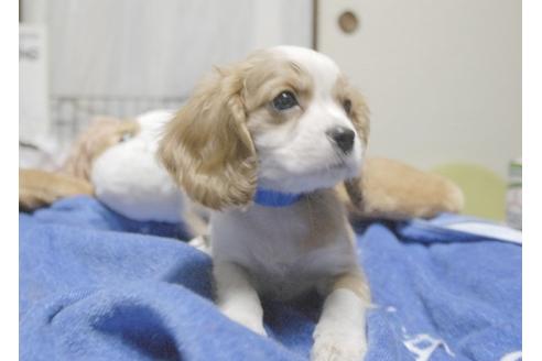 成約済の埼玉県のキャバリアキングチャールズスパニエル-6258の2枚目