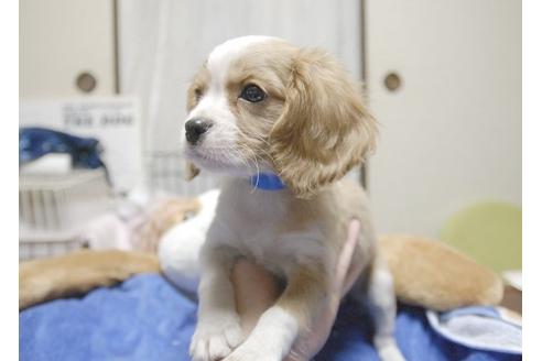 成約済の埼玉県のキャバリアキングチャールズスパニエル-6258の3枚目