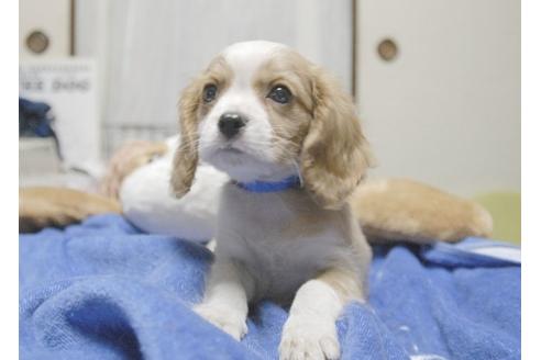 成約済の埼玉県のキャバリアキングチャールズスパニエル-6258の4枚目