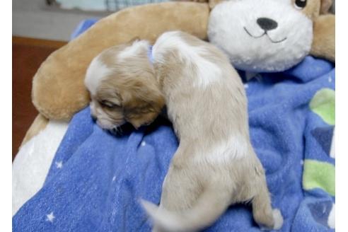 成約済の埼玉県のキャバリアキングチャールズスパニエル-6258の5枚目