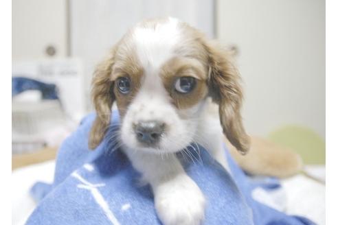 成約済の埼玉県のキャバリアキングチャールズスパニエル-5820の3枚目