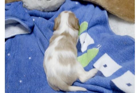 成約済の埼玉県のキャバリアキングチャールズスパニエル-5820の2枚目