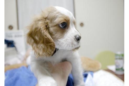 成約済の埼玉県のキャバリアキングチャールズスパニエル-5821の4枚目