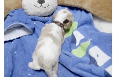 成約済の埼玉県のキャバリアキングチャールズスパニエル-5821の2枚目