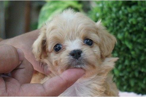 成約済の京都府のミックス犬-6931の1枚目