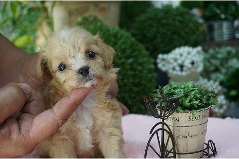 成約済の京都府のミックス犬-6931の2枚目