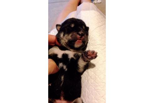 成約済の山口県の柴犬-7443の1枚目