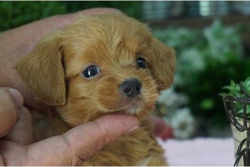 成約済の京都府のミックス犬-6932の1枚目