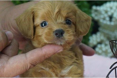 成約済の京都府のミックス犬-6932の2枚目
