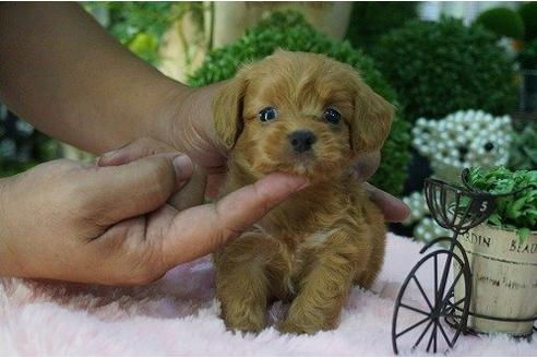 成約済の京都府のミックス犬-6932の3枚目