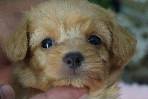 成約済の京都府のミックス犬-6930の1枚目