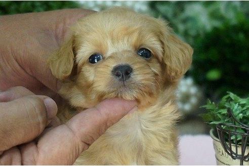 成約済の京都府のミックス犬-6930の2枚目