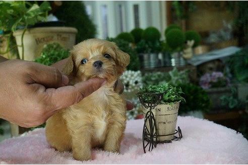 成約済の京都府のミックス犬-6930の3枚目