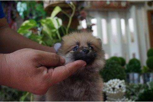 成約済の京都府のポメラニアン-6272の1枚目