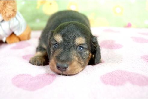 成約済の兵庫県のミニチュアダックスフンド-7465の1枚目