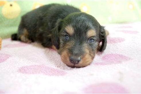 成約済の兵庫県のミニチュアダックスフンド-7465の2枚目