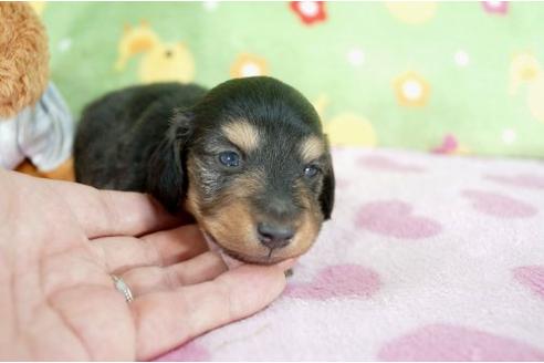 成約済の兵庫県のミニチュアダックスフンド-7465の3枚目