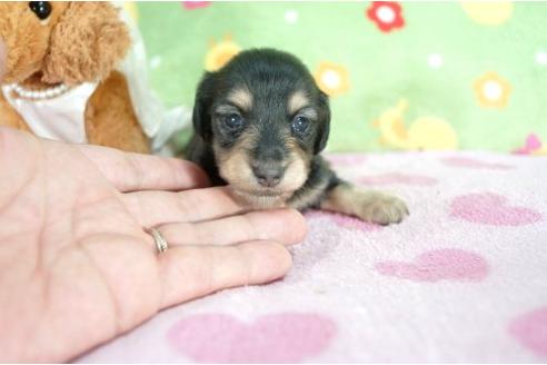 成約済の兵庫県のミニチュアダックスフンド-7466の1枚目