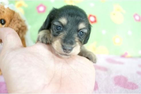 成約済の兵庫県のミニチュアダックスフンド-7466の2枚目