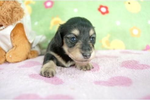 成約済の兵庫県のミニチュアダックスフンド-7466の3枚目