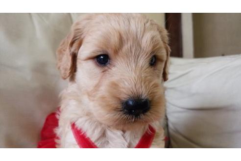 成約済の茨城県のミックス犬-7609の2枚目