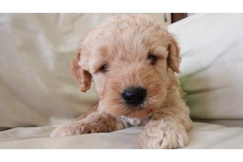 成約済の茨城県のミックス犬-7610の1枚目