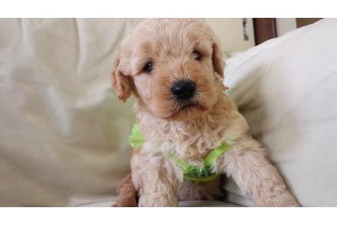 成約済の茨城県のミックス犬-7610の2枚目