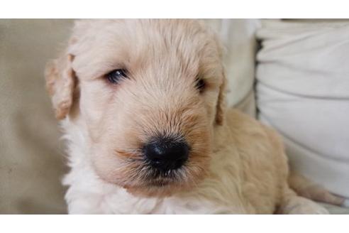 成約済の茨城県のミックス犬-7611の1枚目