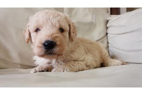 成約済の茨城県のミックス犬-7611の2枚目