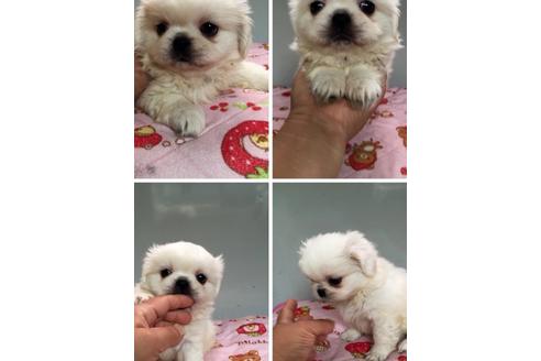 成約済の大分県のペキニーズ-7638の1枚目