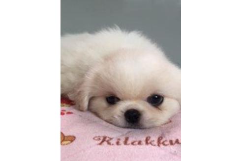 成約済の大分県のペキニーズ-7638の3枚目