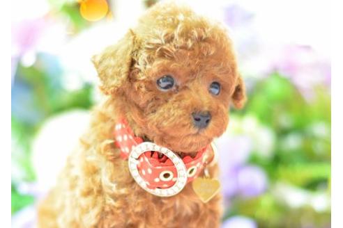 成約済の埼玉県のトイプードル-6322の2枚目