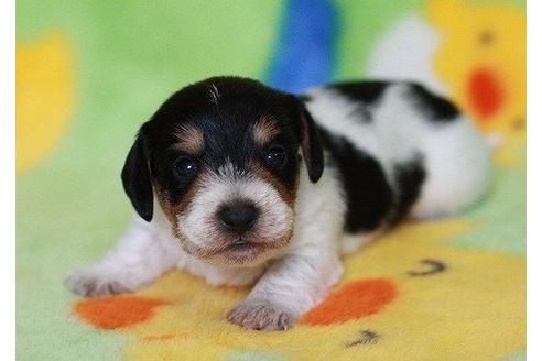 成約済の愛知県のカニンヘンダックスフンド-7757の1枚目