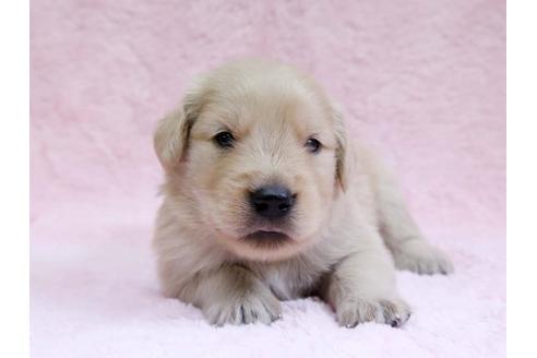 成約済の栃木県のゴールデンレトリーバー-7325の1枚目