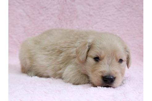 成約済の栃木県のゴールデンレトリーバー-7325の2枚目