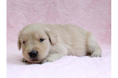 成約済の栃木県のゴールデンレトリーバー-7325の3枚目