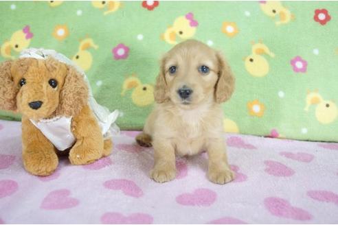 成約済の兵庫県のカニンヘンダックスフンド-6275の3枚目