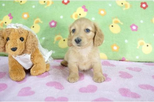 成約済の兵庫県のカニンヘンダックスフンド-6275の1枚目