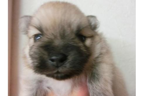 成約済の福岡県のポメラニアン-7106の1枚目