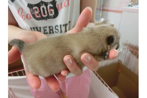 成約済の福岡県のポメラニアン-7106の3枚目